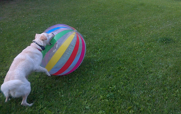 Dog playing with ball