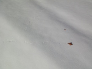 leaf print in the snow