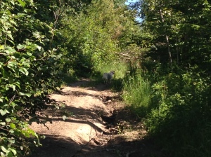 More or less what my trails looks like